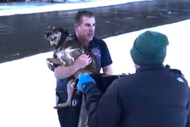 dog-rescue-vermont