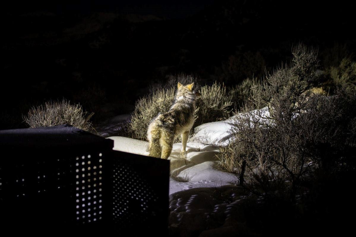second-introduction-of-gray-wolves-in-colorado-2.jpg 