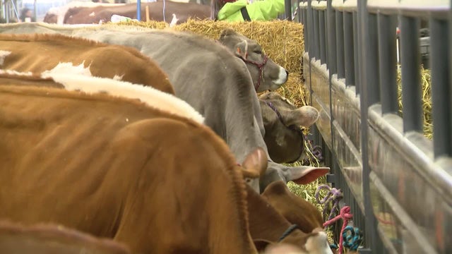 Fort Worth Stock Show & Rodeo 