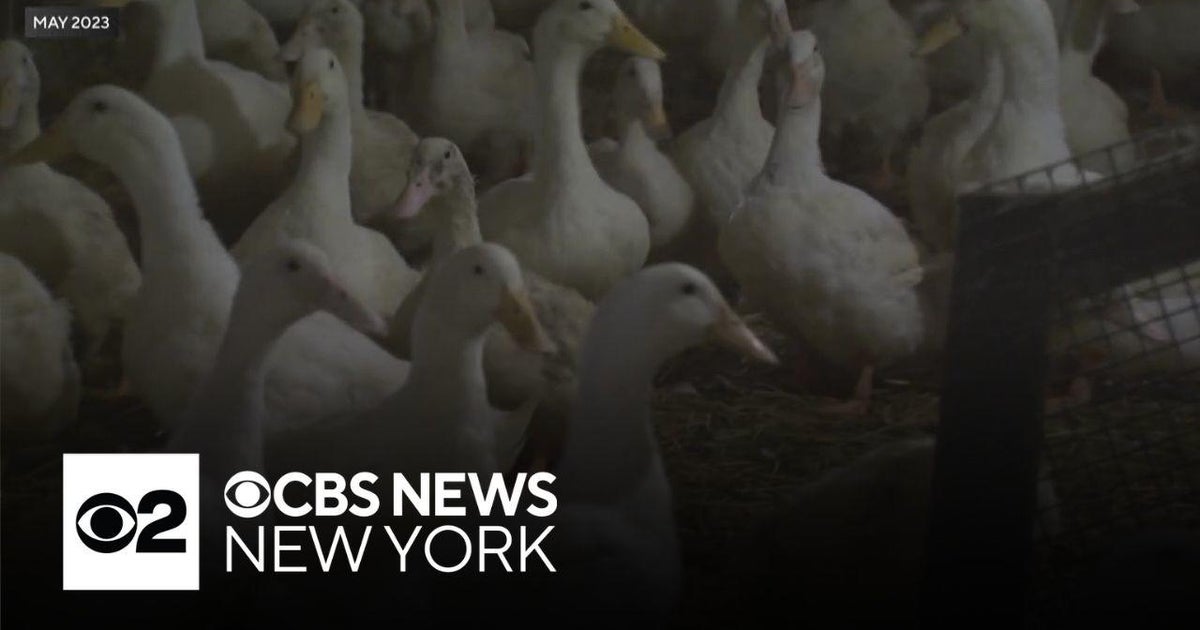 Major bird flu outbreak hits Suffolk County poultry farm - CBS New York