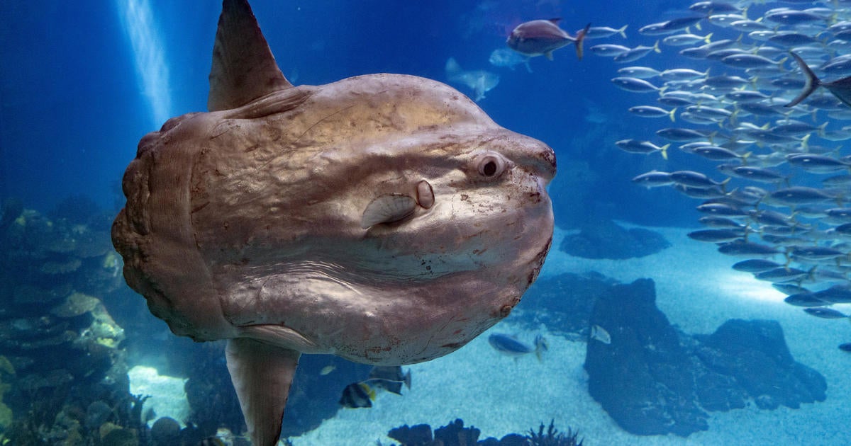 A sunfish in Japan got sick when its aquarium closed. Human cutouts helped it recover.