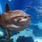 Sunfish that got sick recovers — thanks to human cutouts