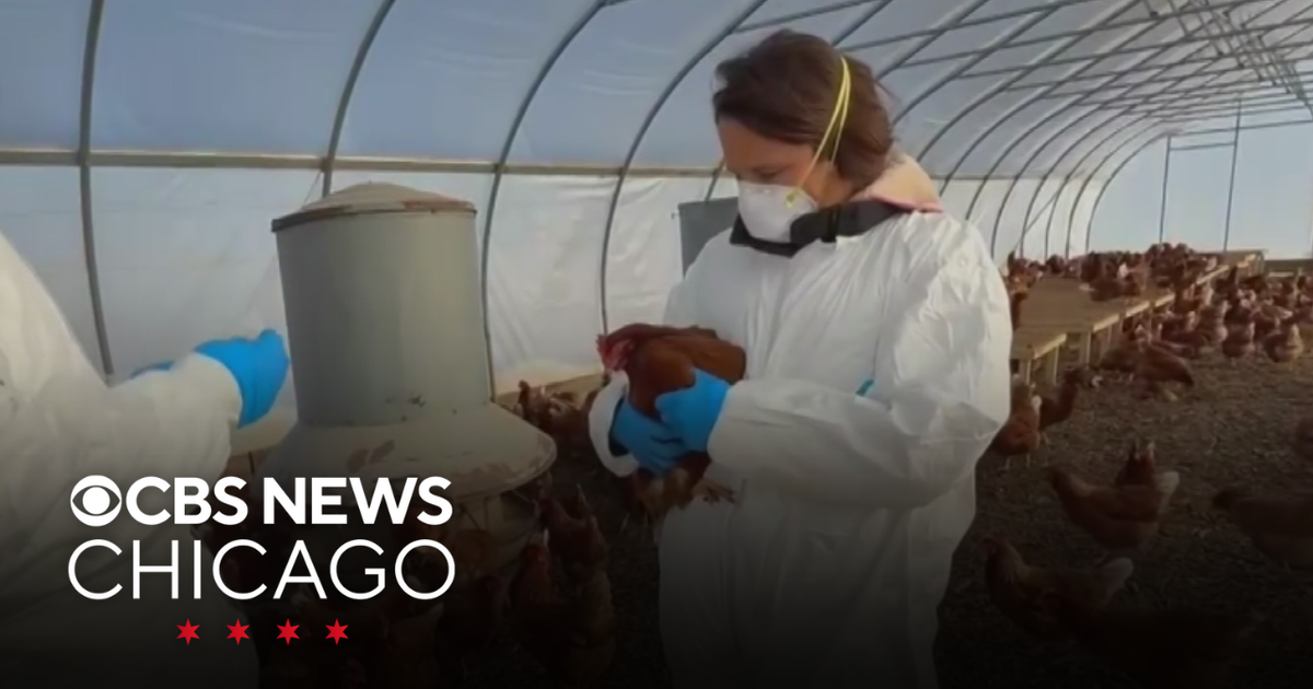 Thousands of chickens dead in bird flu outbreak at Chicago area farm ...