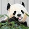 Pandas coming back to Zoo Atlanta for first time since 2024