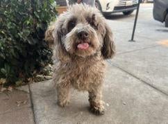 missing-poodle.jpg