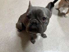 missing-frenchie.jpg