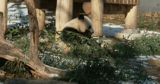 New giant pandas from China make U.S. debut