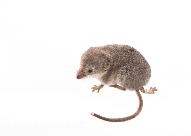 sorex-lyelli-1-further-crop.png