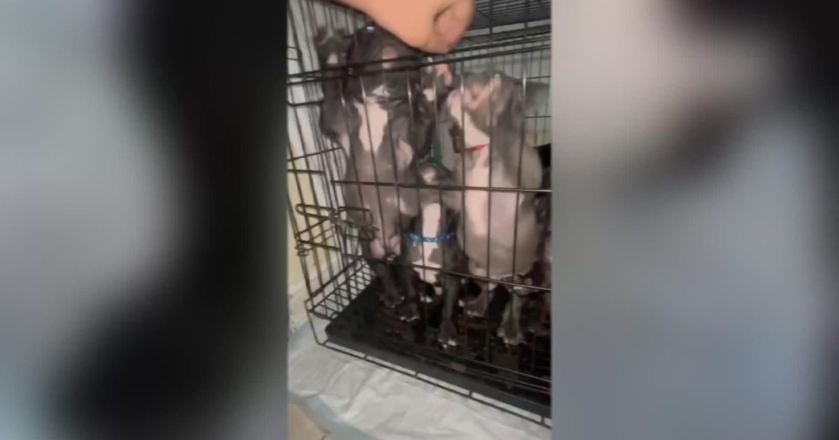 Scammers target South Florida owners of missing pets Scammers target South Florida owners of missing pets