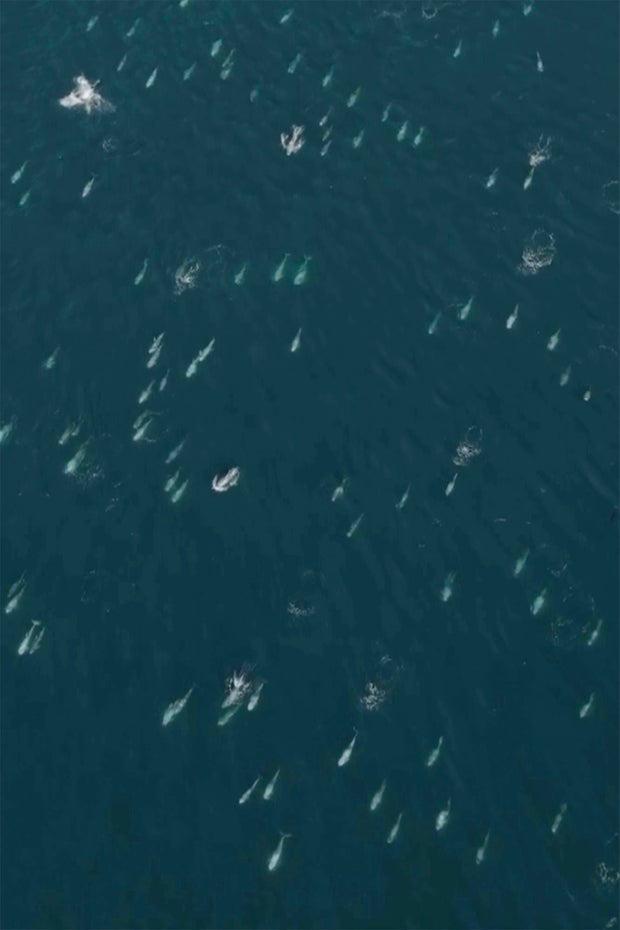 Dolphin-Supar Pod-California