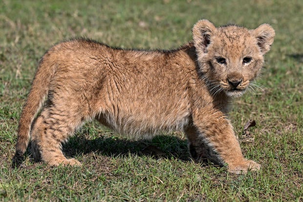 Lion cub given to YouTube star for his wedding leads to police investigation and public outrage