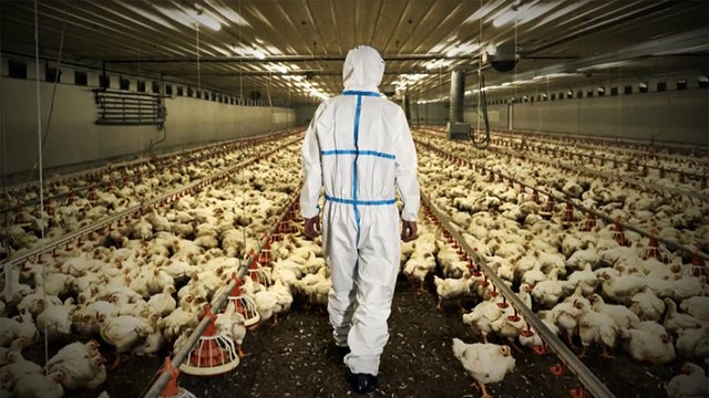 bird-flu-1920.jpg 