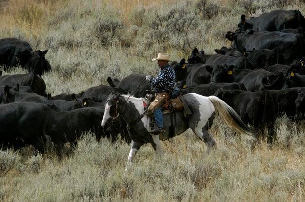 Range Riders Protect Cattle from Wolves