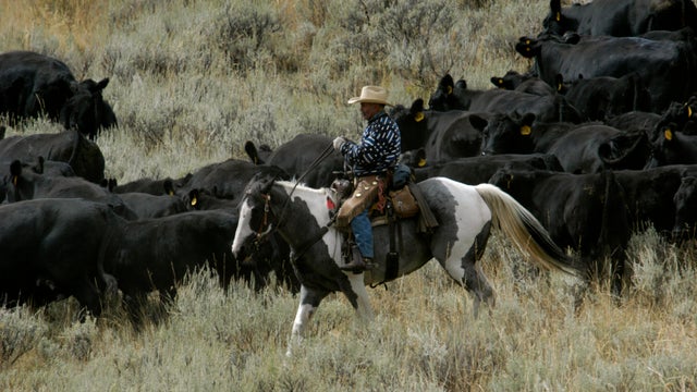 Range Riders Protect Cattle from Wolves 