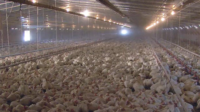bird-flu-1280.jpg 
