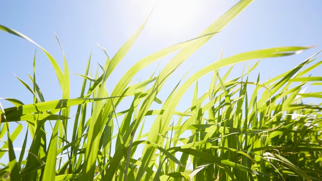 Low angle view of grass against blue sky 