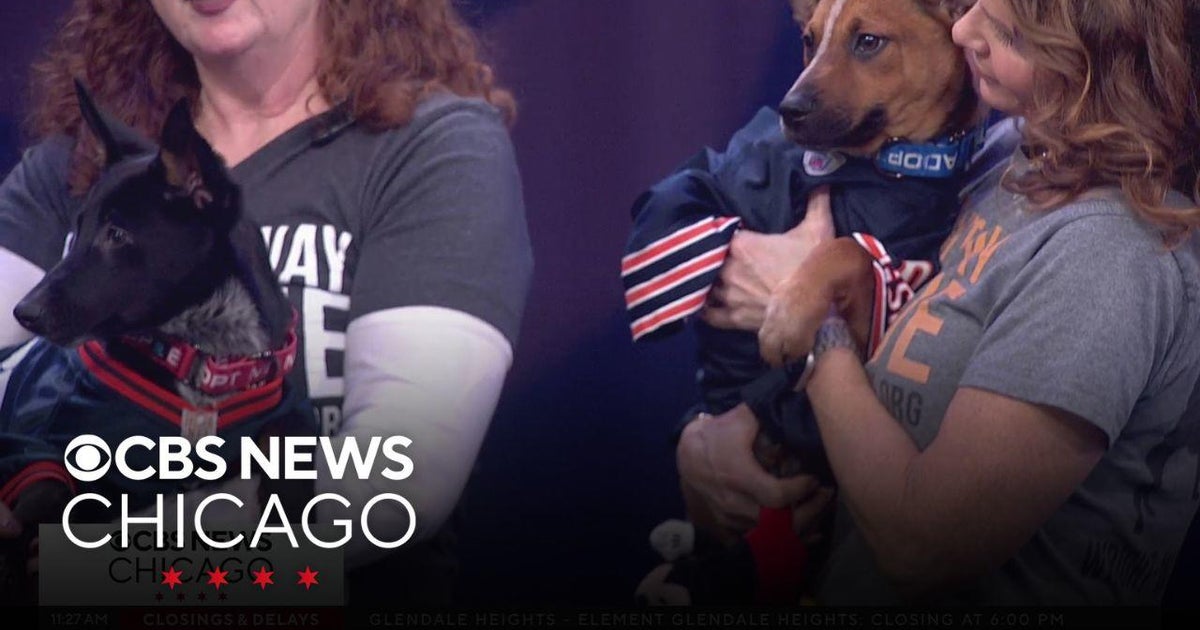 Pet Rescue Spotlight: Rabbit and Rhino from Wright-Way Rescue - CBS Chicago