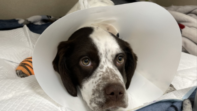 puppy on a veterinary table and bandages 