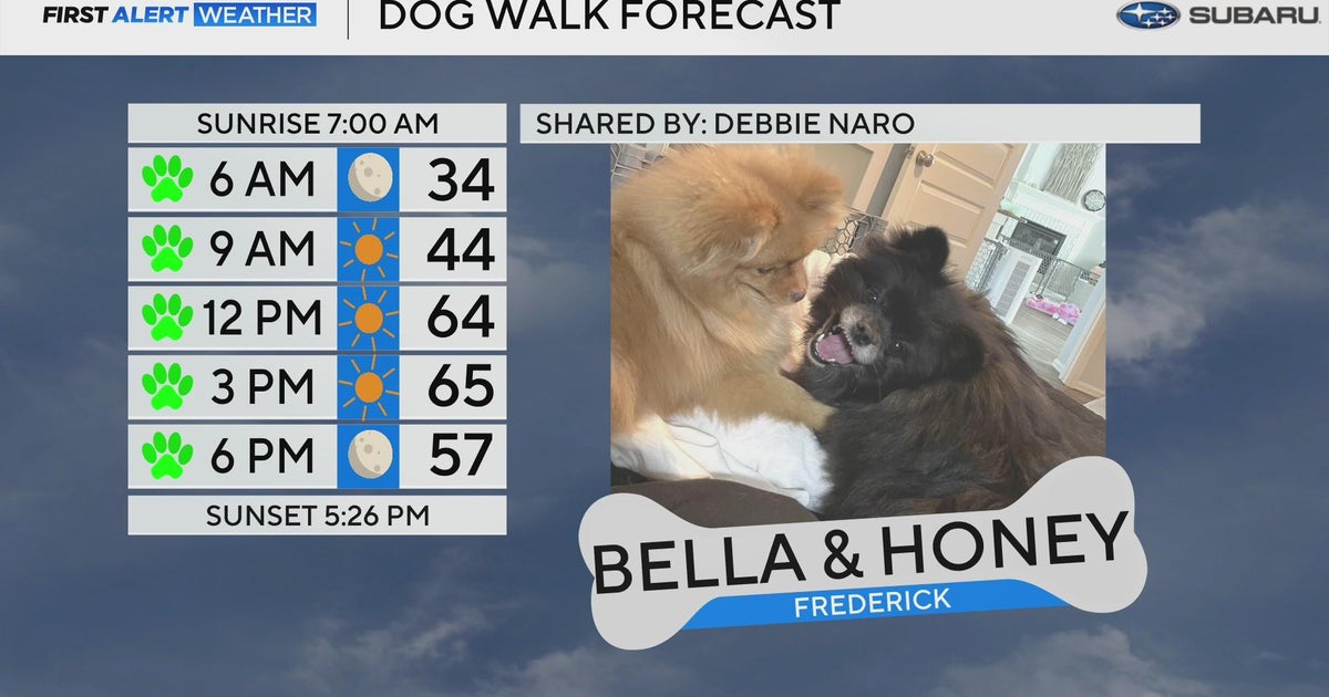 Bella & Honey join Dog Walk Forecast - CBS Colorado