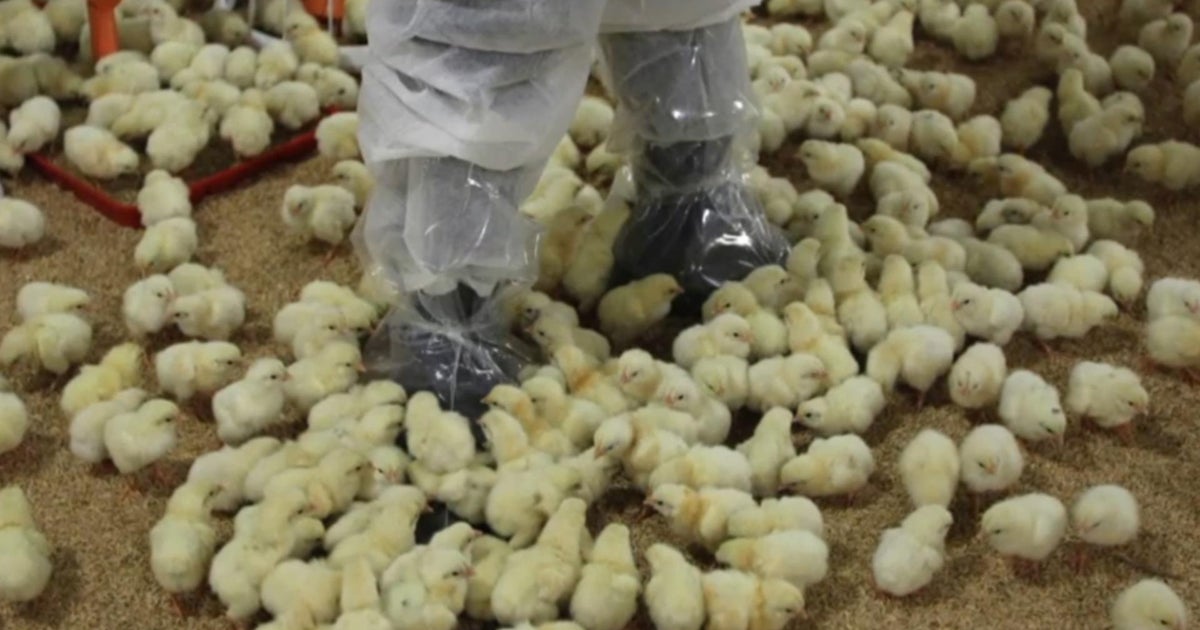 NYC Poultry Markets Temporarily Closed Amid Bird Flu Outbreak