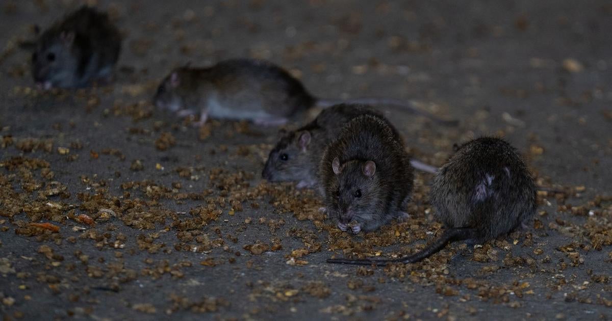 Rat populations spiking in cities due to warming temperatures, study finds