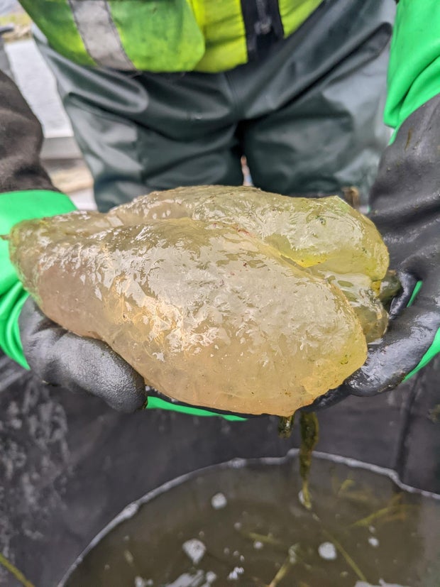 clear yellowish blob held by wildlife crew 