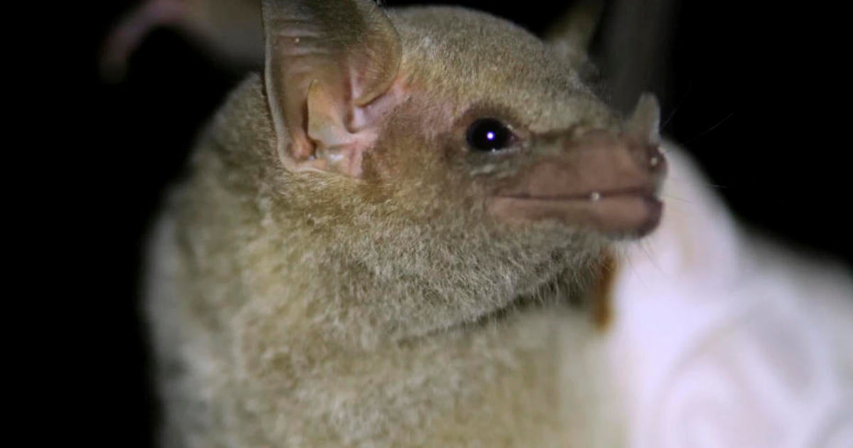 Mexican long-nosed bats now being tracked via "eDNA" using their saliva