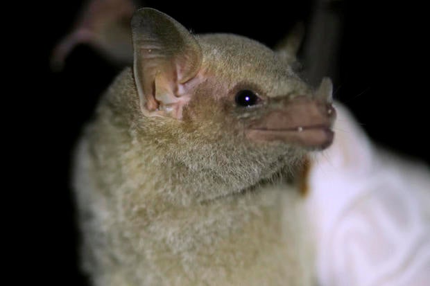 Endangered Bat Arizona 