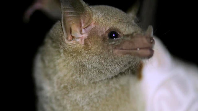 Endangered Bat Arizona 