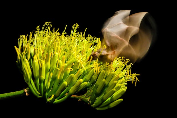 Endangered Bat Arizona