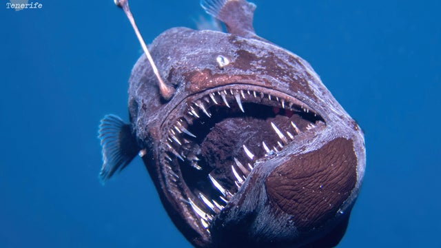 Video shows Black seadevil fish, usually only found in lightless depths of the sea, making rare swim near ocean surface