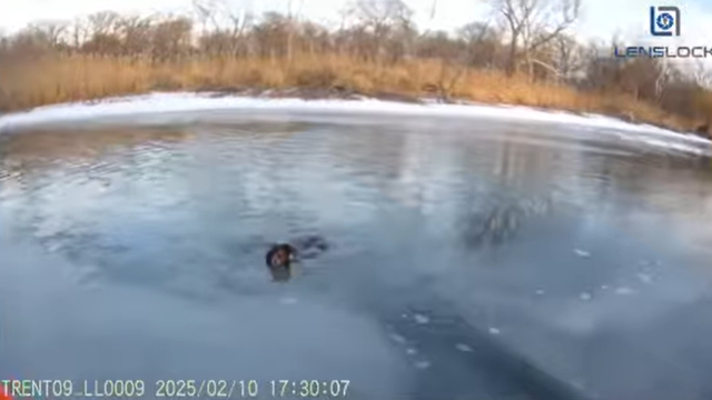 dog swimming in icy waters in park 