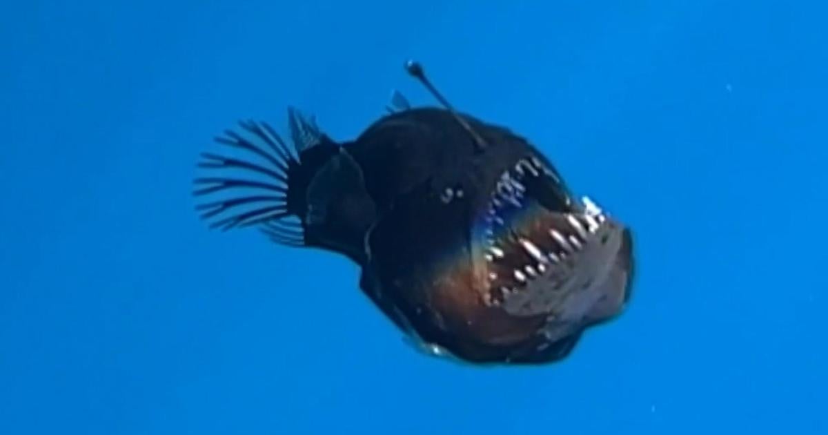 Rare deep-sea anglerfish spotted on ocean's surface for first time