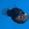 Rare deep-sea anglerfish spotted on ocean's surface for first time