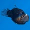 Rare deep-sea anglerfish spotted on ocean's surface for first time