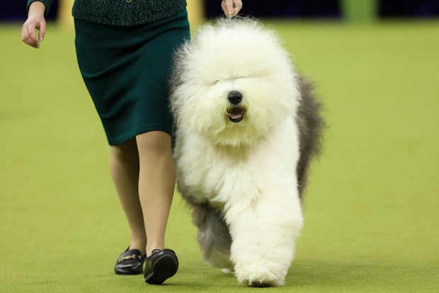 Dog dos EUA-Life-Animal