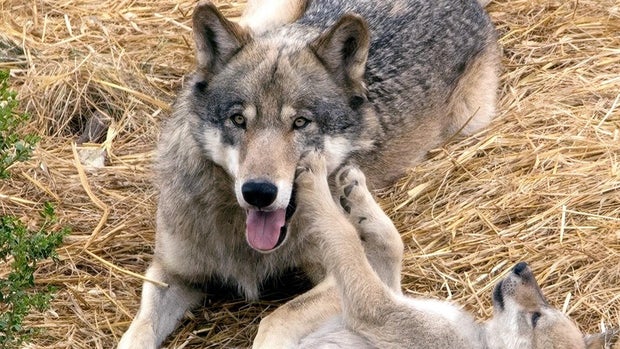 Oakland Zoo grey wolf Sequoia 