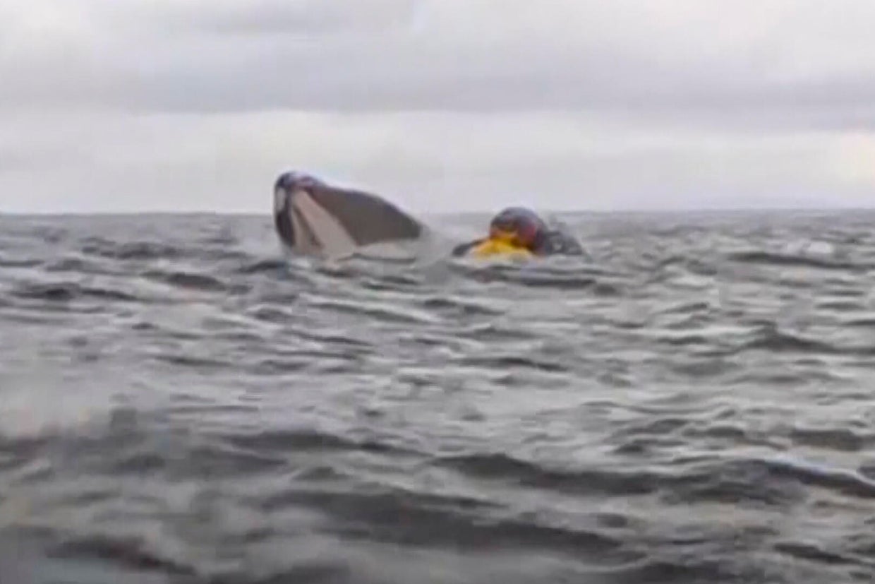 Chile Kayaking Whale 