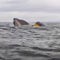 Video shows whale swallow kayaker, spit him out: "I thought I was dead"