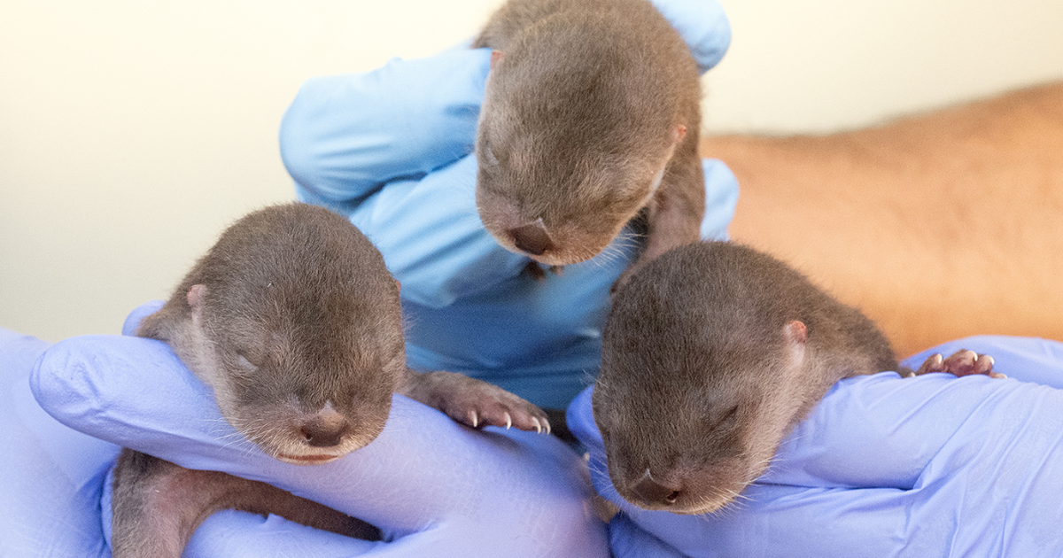 Zoo Miami welcomes trio of river otter pups Zoo Miami welcomes trio of river otter pups