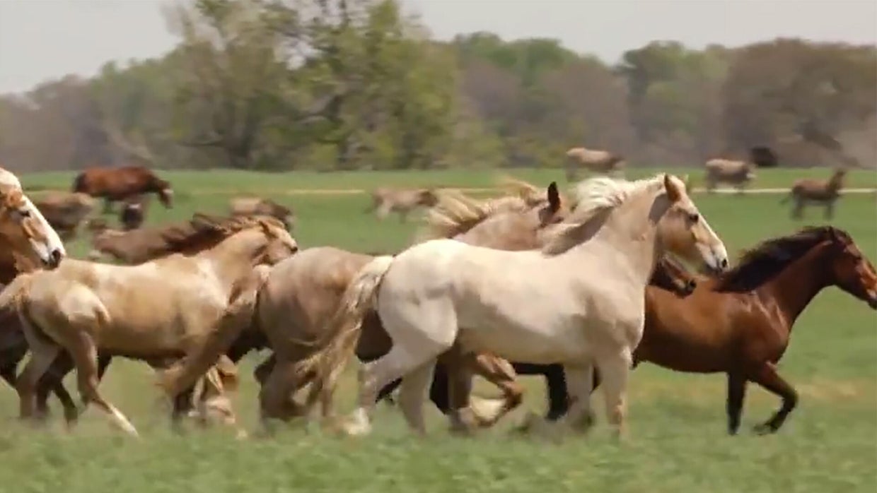 Building a humane world for animals - CBS News