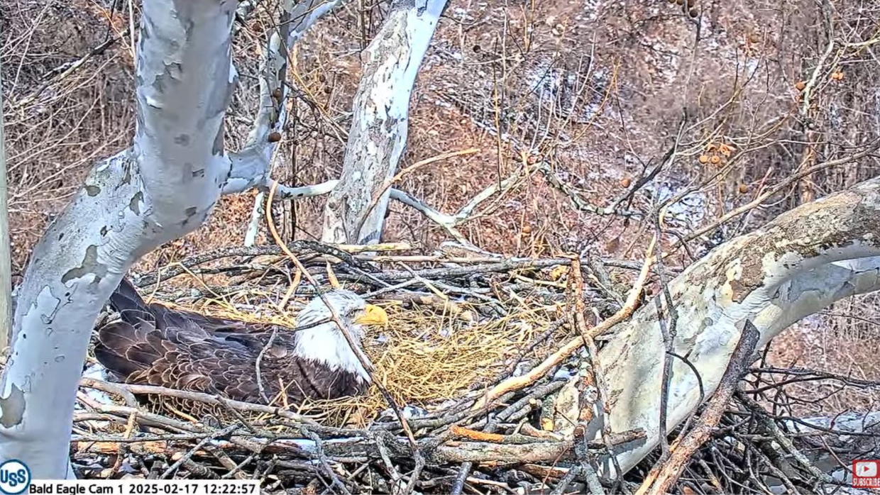 us-steel-eagle-nest-2.png 