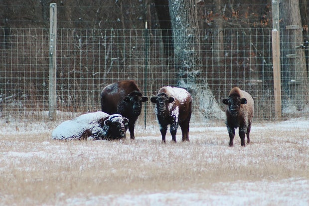 kdka international conservation center bison 