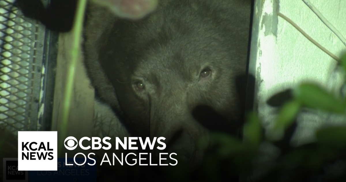 Bears Occupy Homes in Pasadena After Eaton Fire