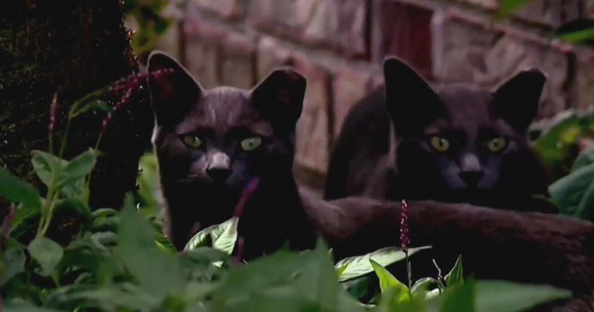 Michigan dairy workers' cats died from bird flu, but it's not clear how ...