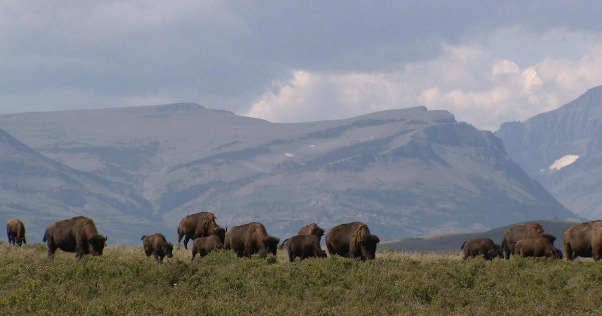 How animals can help fight climate change