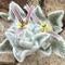 New plant species discovered at Big Bend National Park in Texas