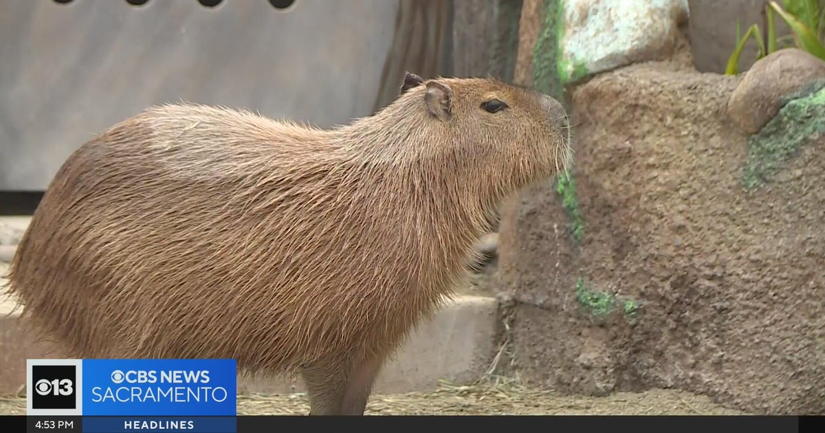 Sacramento Zoo completes new capybara habitat