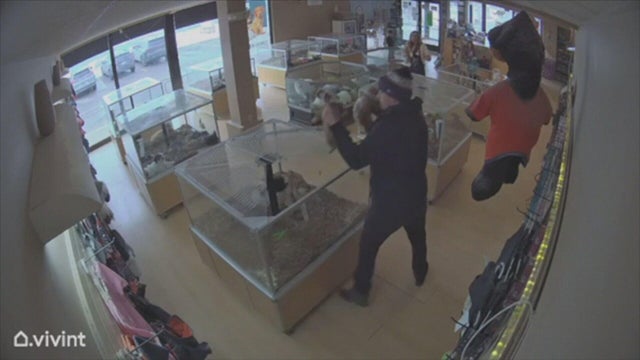bulldog-pups-theft-video1-credit-perfect-pets-mov-frame-142.jpg 