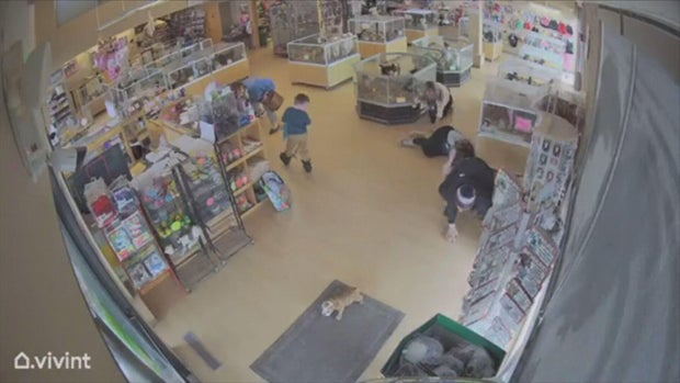 bulldog-pups-theft-video2-credit-perfect-pets-mov-frame-1688.jpg 